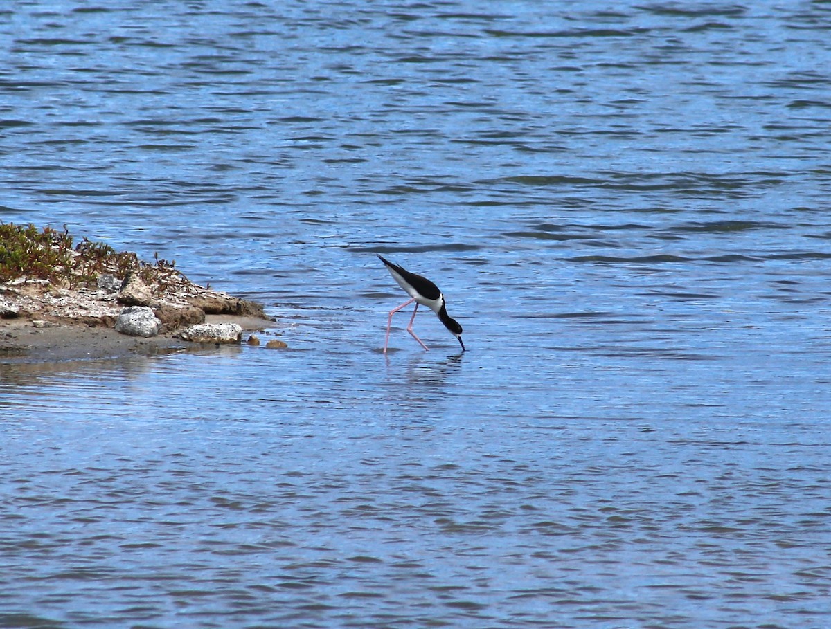 Black-necked Stilt (Hawaiian) - Ben Stalheim