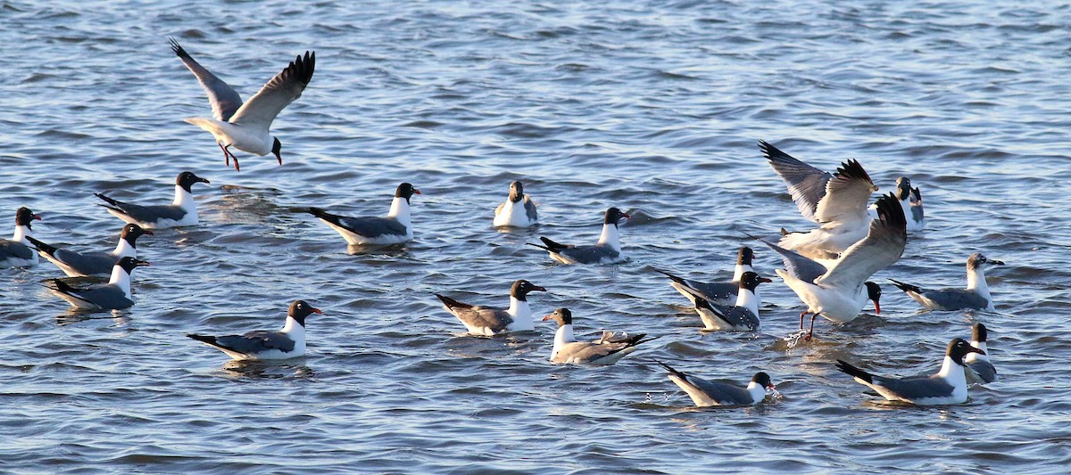 Laughing Gull - ML622424634