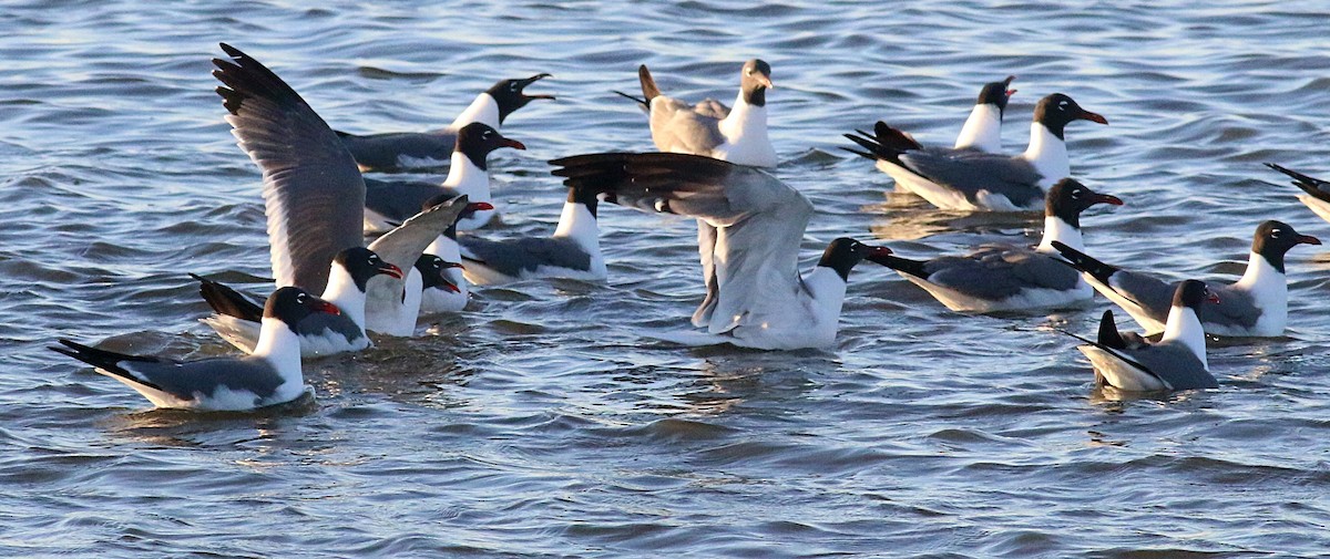 Laughing Gull - ML622424638