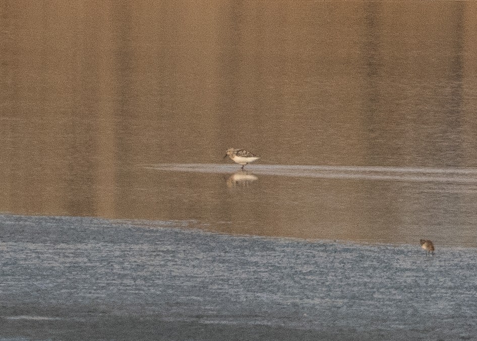 Sanderling - RJ Baltierra