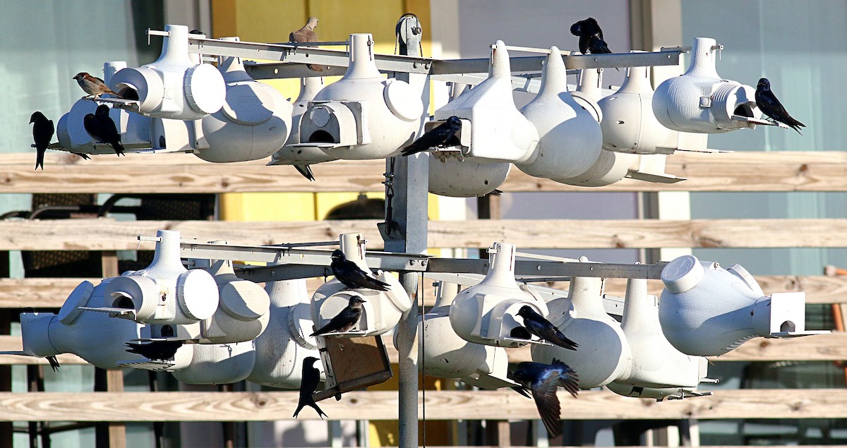 Purple Martin - ML622424646