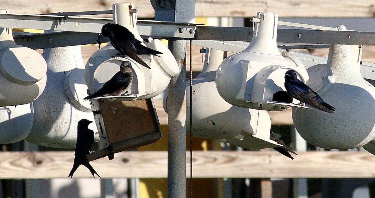 Purple Martin - ML622424649