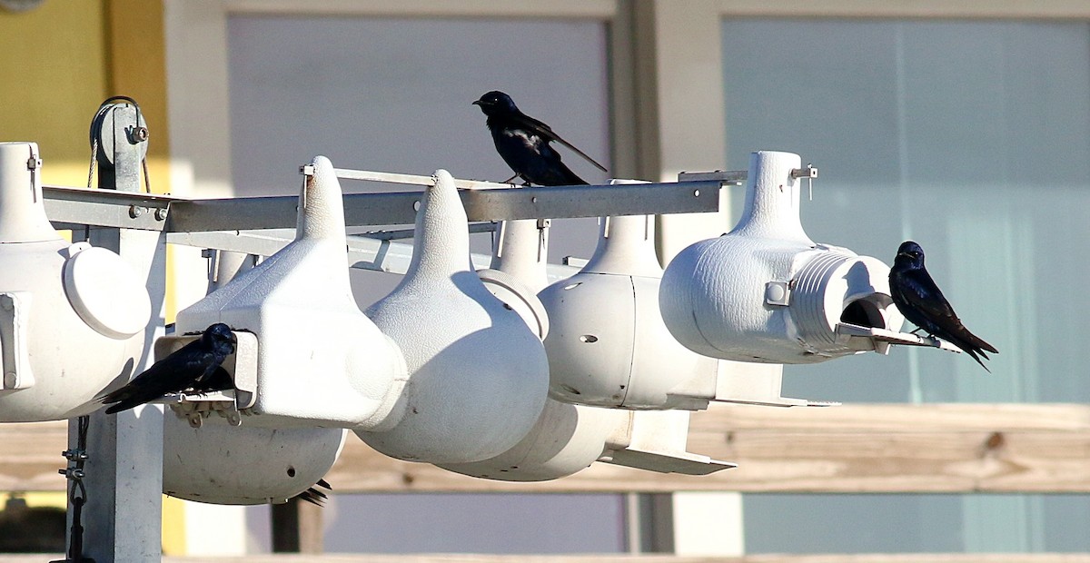 Purple Martin - ML622424651