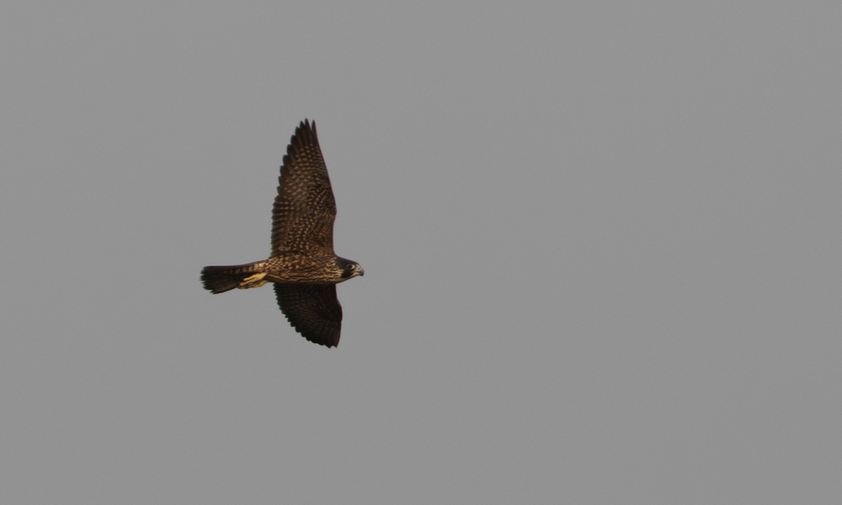 Peregrine Falcon - ML622424657