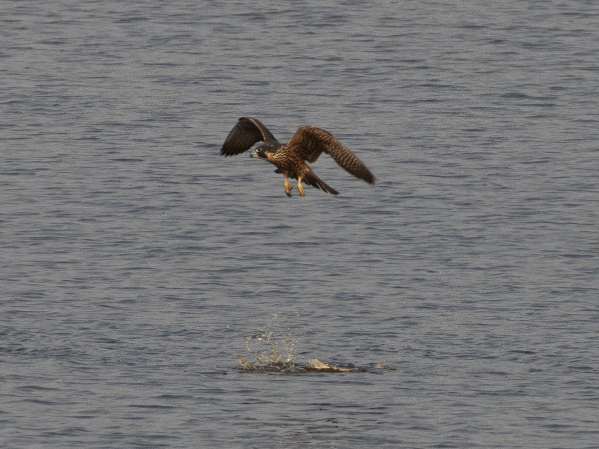 Peregrine Falcon - ML622424658