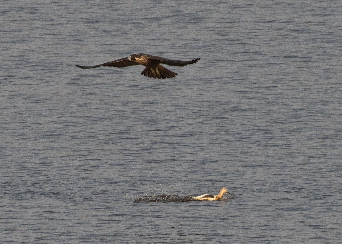 Peregrine Falcon - ML622424661