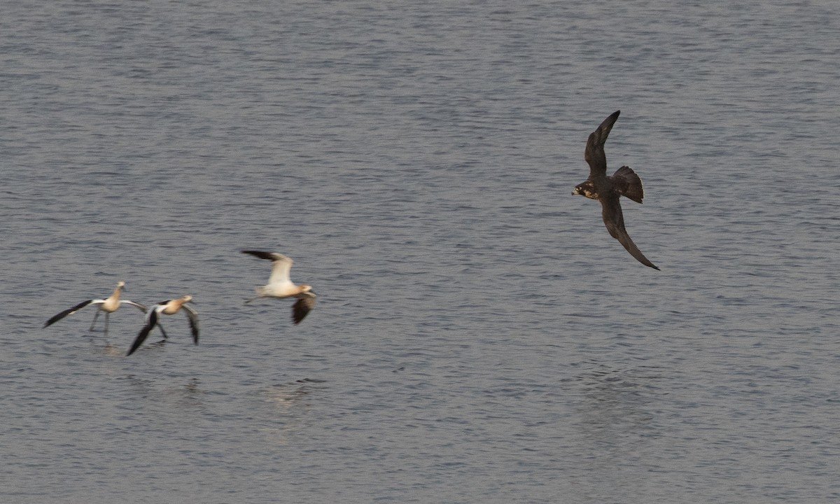 Peregrine Falcon - ML622424662