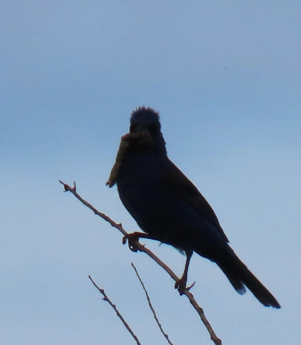 Blue Grosbeak - ML622424672