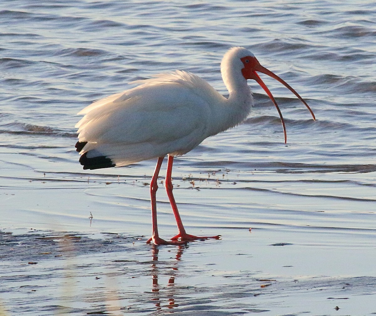 White Ibis - ML622424702