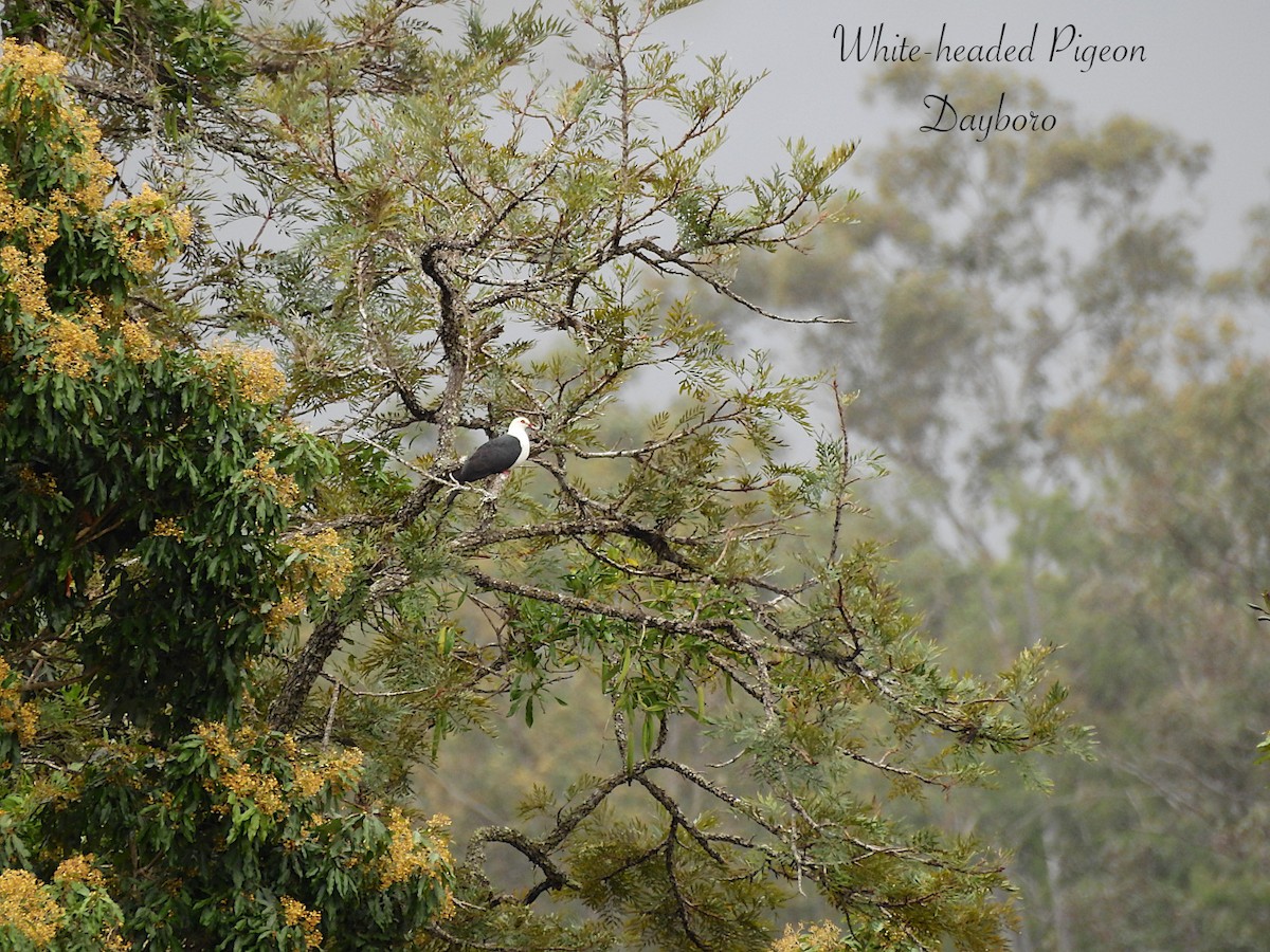 White-headed Pigeon - ML622424705