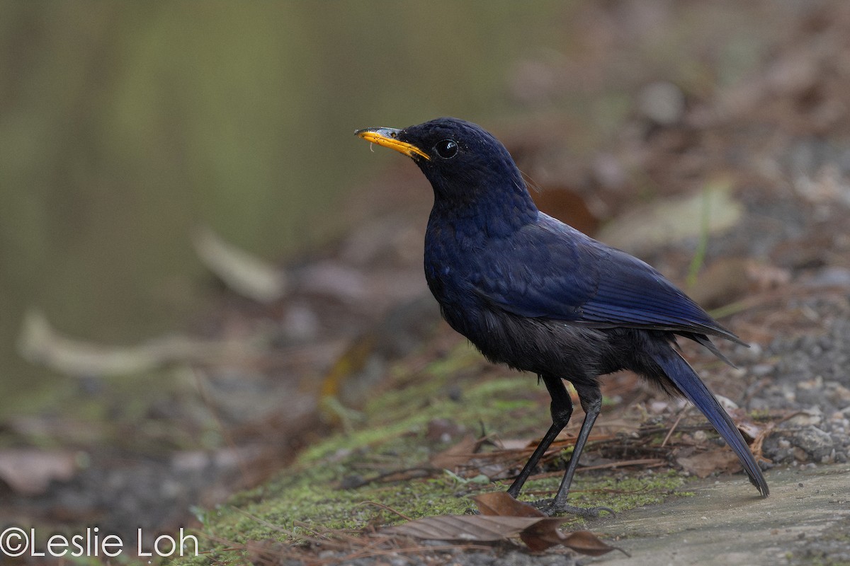Malayan Whistling-Thrush - ML622424722