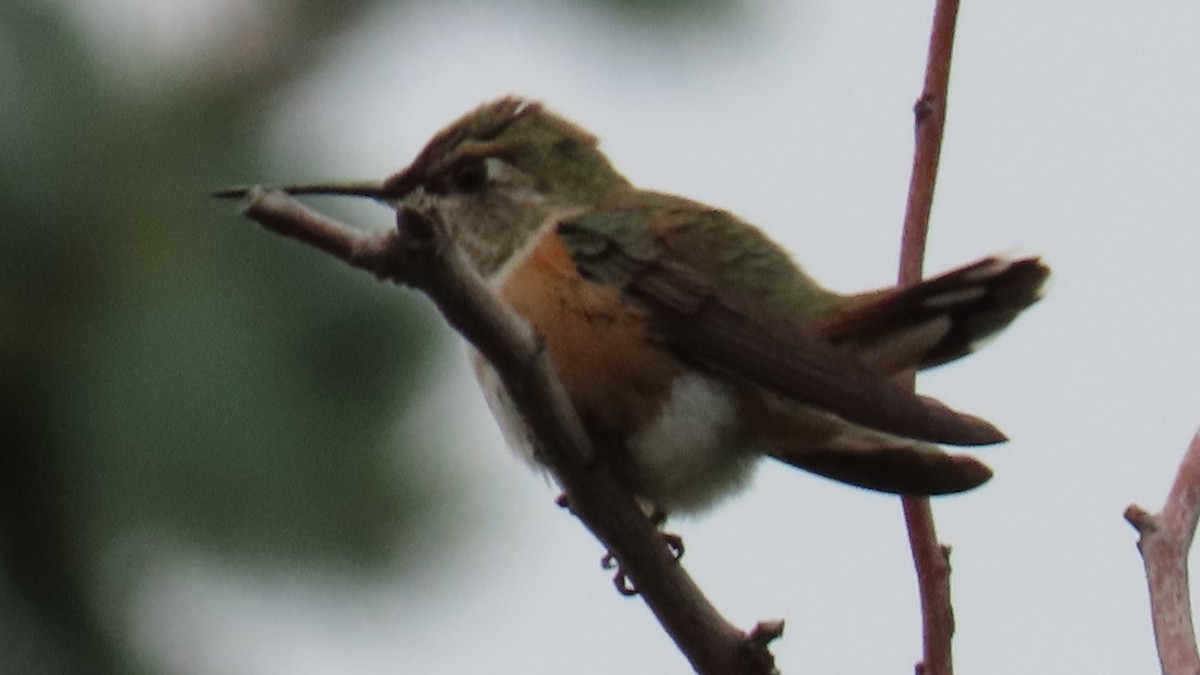 Rufous Hummingbird - ML622424800