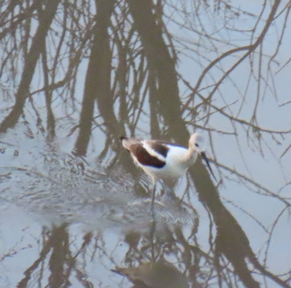 American Avocet - ML622424814