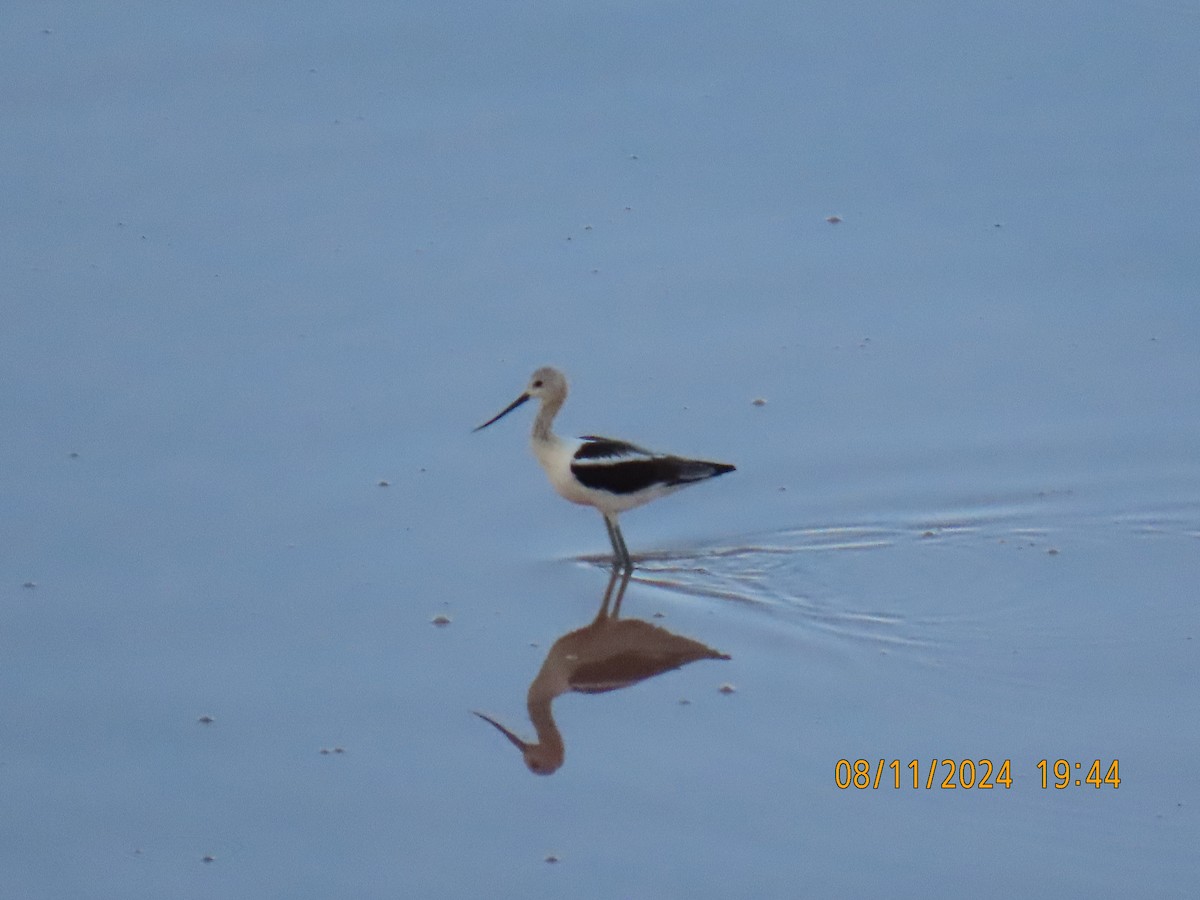 American Avocet - ML622424830