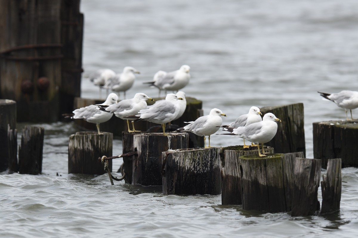 Ring-billed Gull - terence zahner