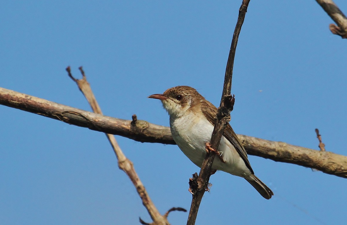 Brown-backed Honeyeater - ML622424900