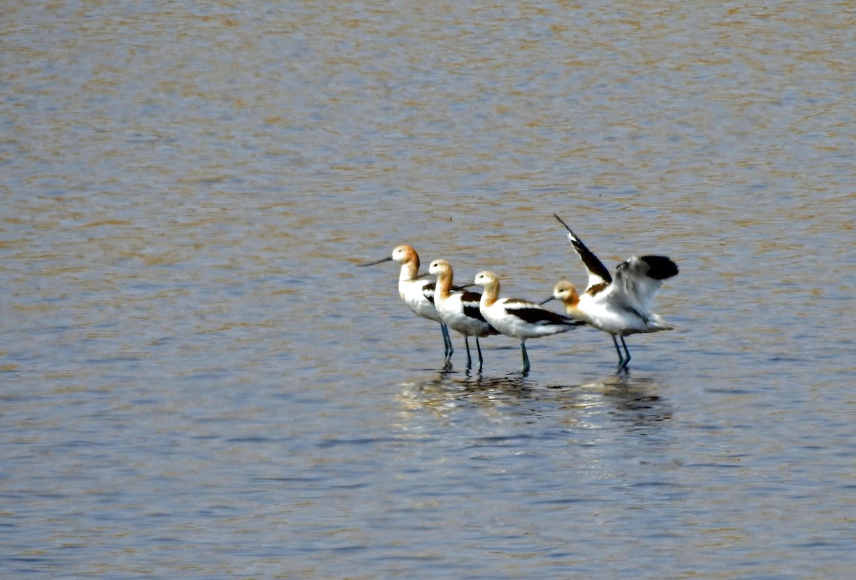 American Avocet - kas dumroese