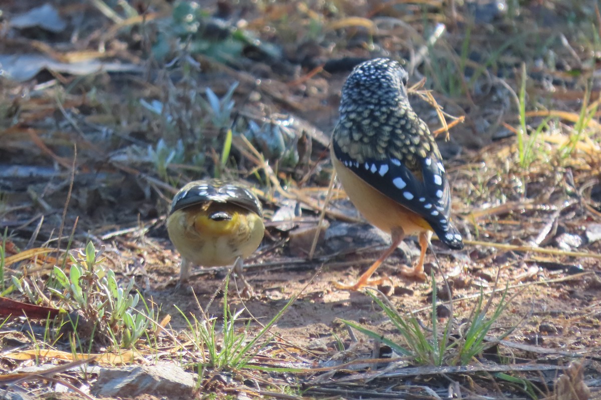 Spotted Pardalote - ML622425013