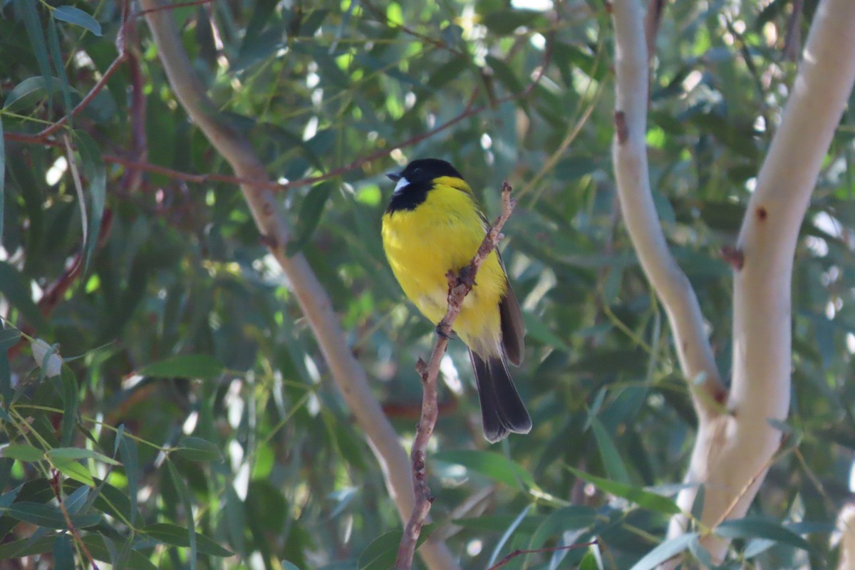 Golden Whistler - ML622425027