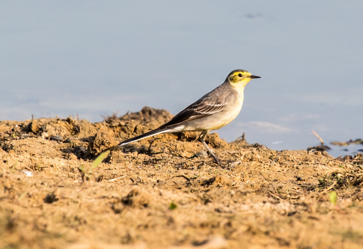 Citrine Wagtail - ML622425036