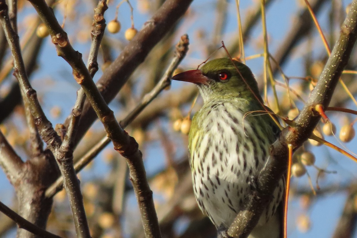 Olive-backed Oriole - ML622425072