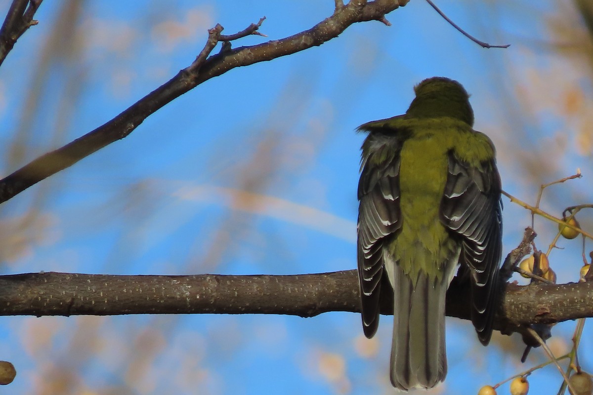 Olive-backed Oriole - ML622425076