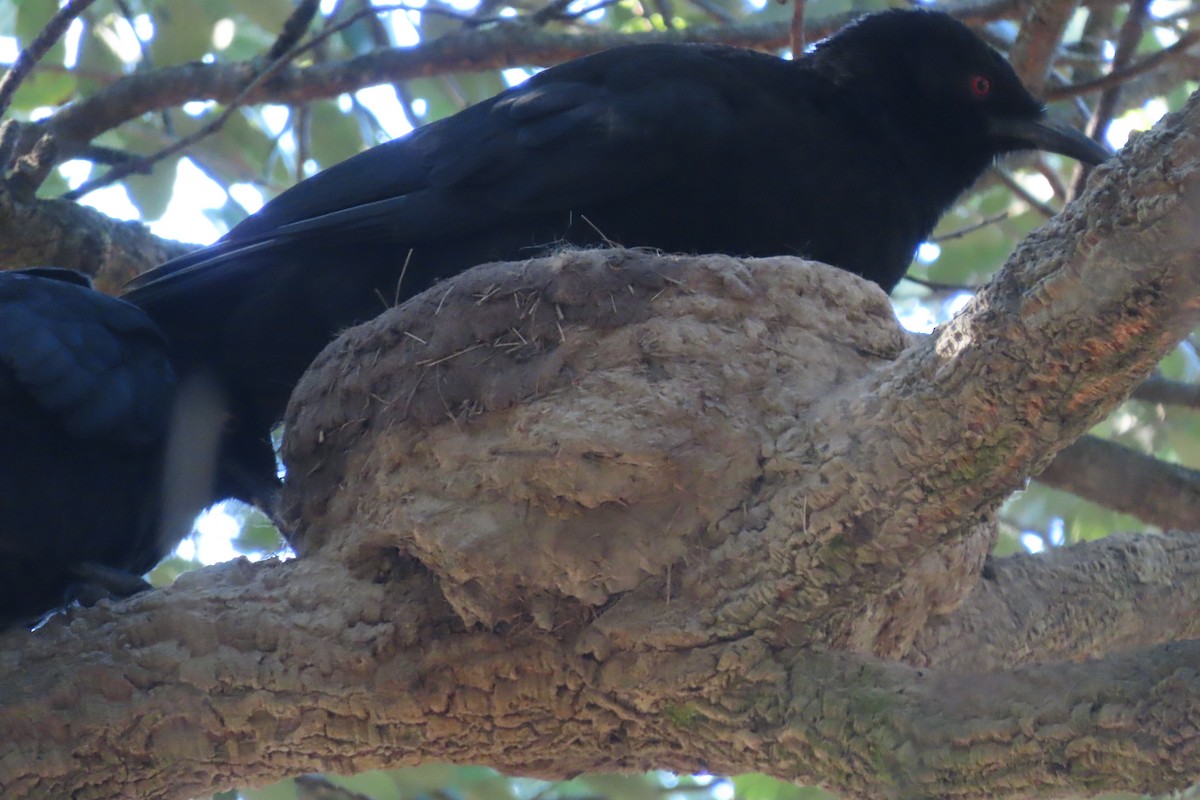 White-winged Chough - ML622425127