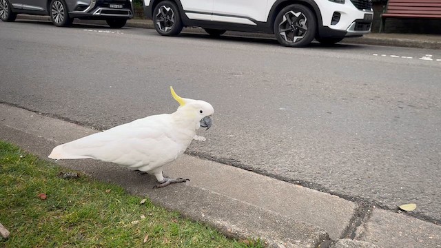 Sulphur-crested Cockatoo - ML622425158