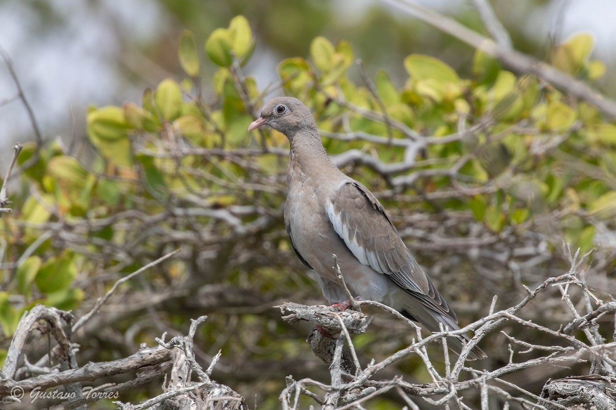 Bare-eyed Pigeon - ML622425316