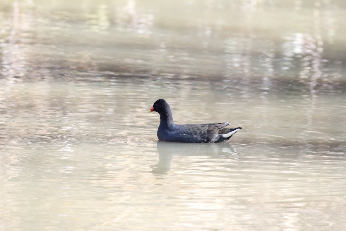 Dusky Moorhen - Tina Bell