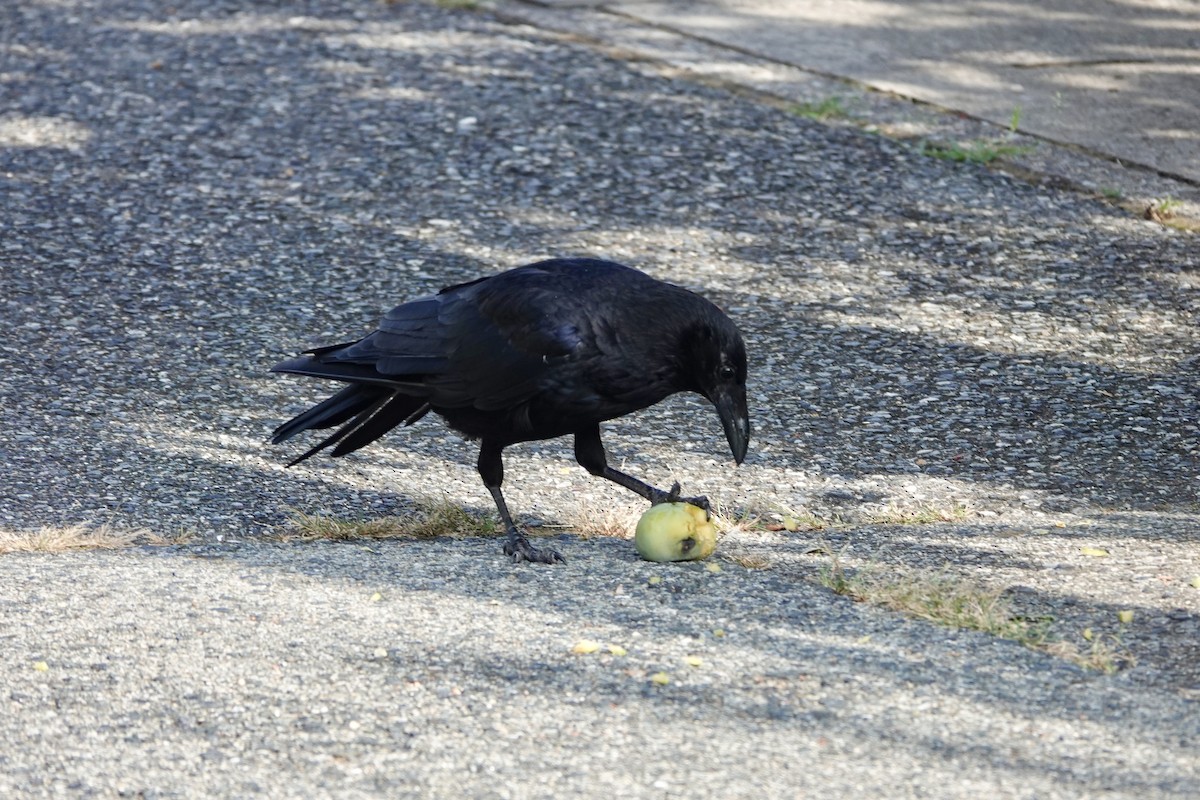 Carrion Crow - ML622425382