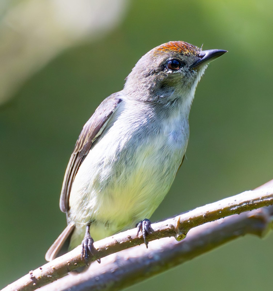 Red-capped Flowerpecker - ML622425405