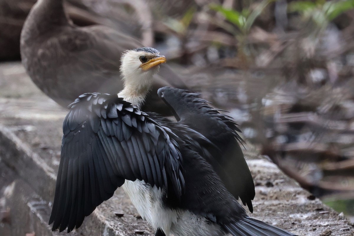 シロハラコビトウ - ML622425407