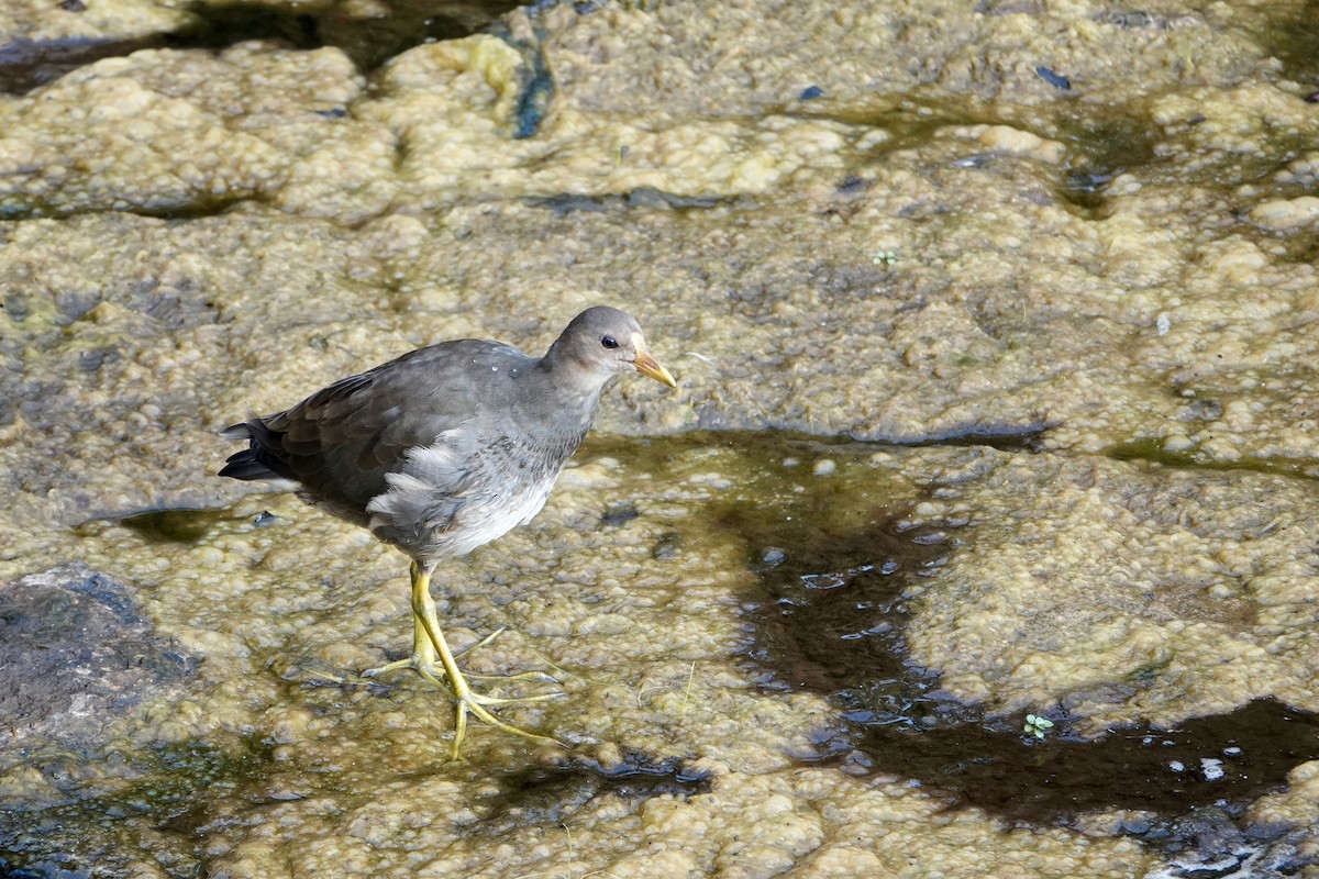 Eurasian Moorhen - ML622425408