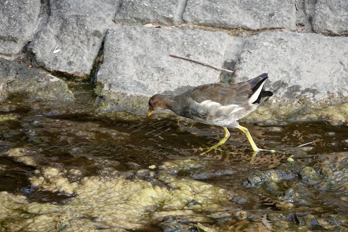 Eurasian Moorhen - ML622425409