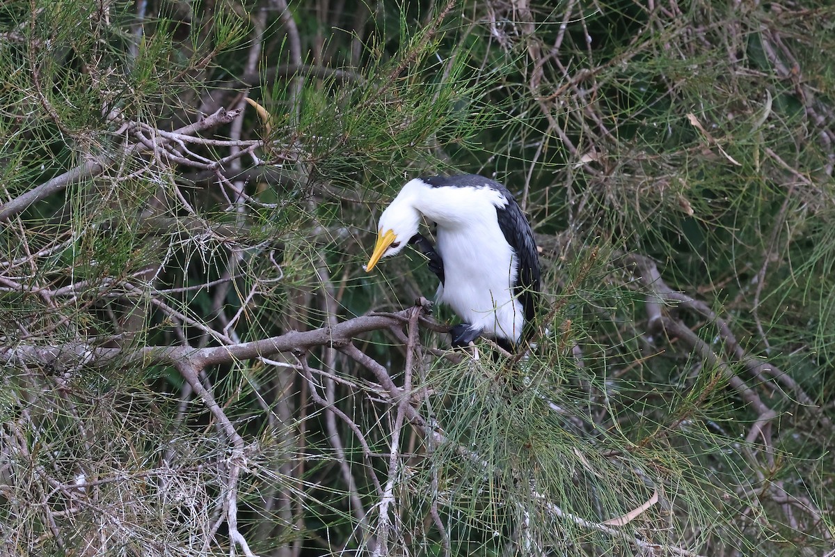 シロハラコビトウ - ML622425412