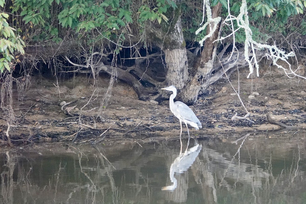 Gray Heron - ML622425419