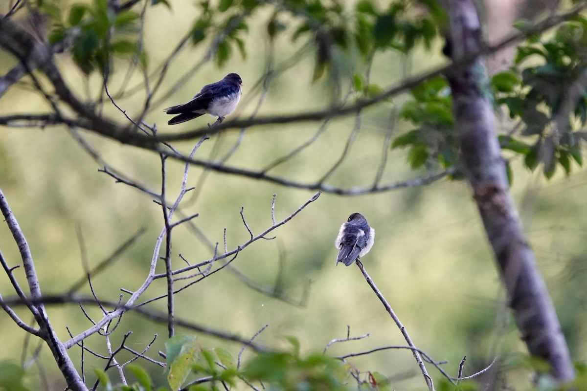 Barn Swallow - ML622425424