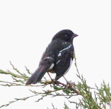 Spotted x Eastern Towhee (hybrid) - ML622425441