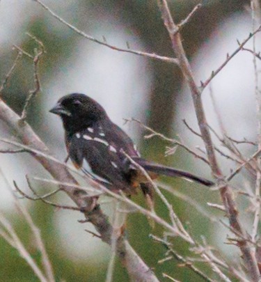 Spotted x Eastern Towhee (hybrid) - ML622425442