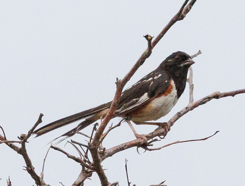 Spotted x Eastern Towhee (hybrid) - ML622425443