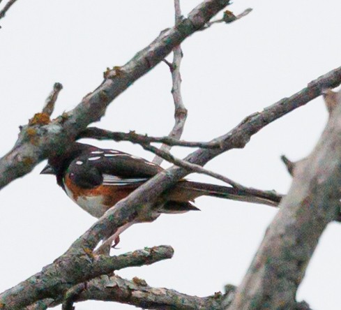 Spotted x Eastern Towhee (hybrid) - ML622425444