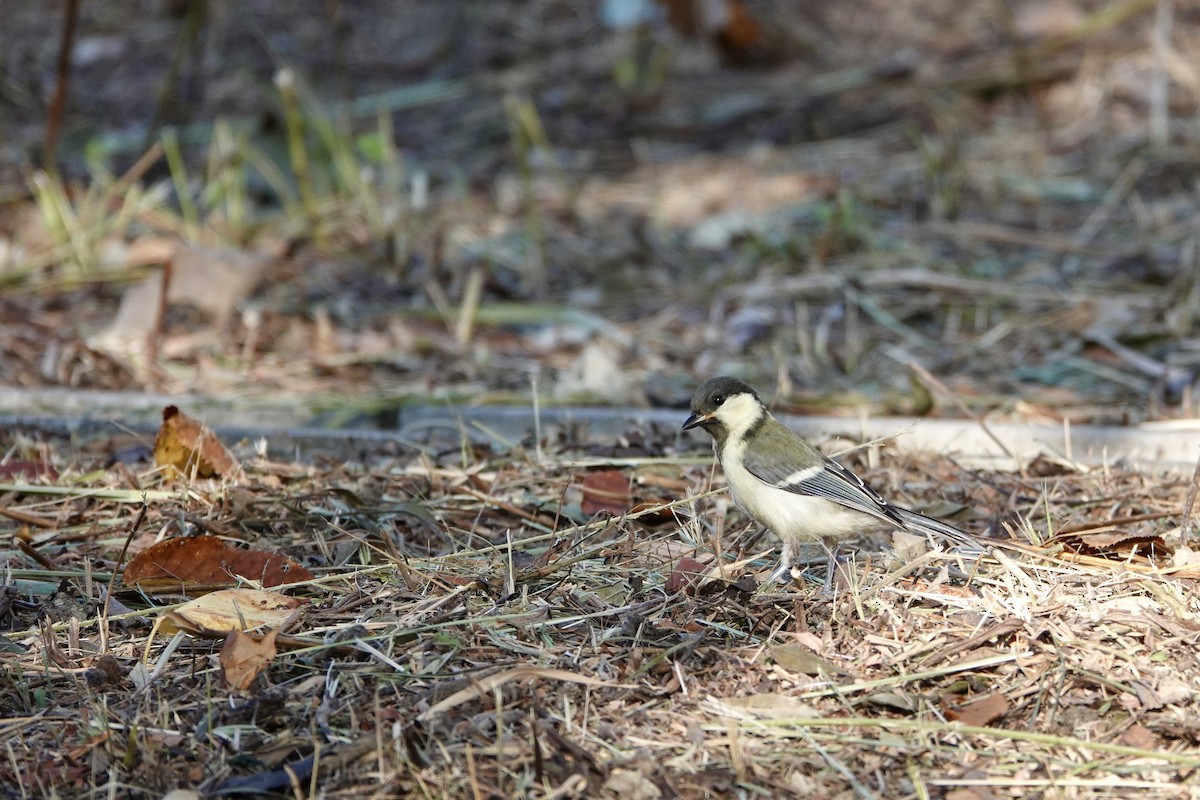 Asian Tit (Japanese) - ML622425456