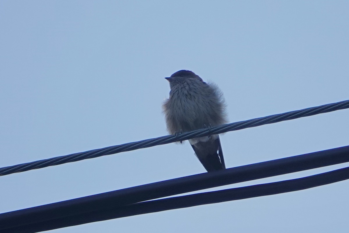 Eastern Red-rumped Swallow (Daurian) - ML622425463