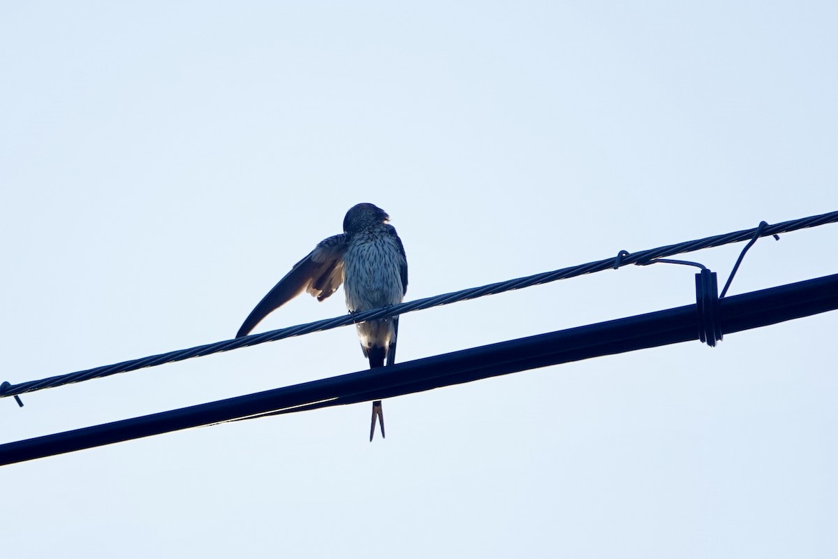 Eastern Red-rumped Swallow (Daurian) - ML622425464