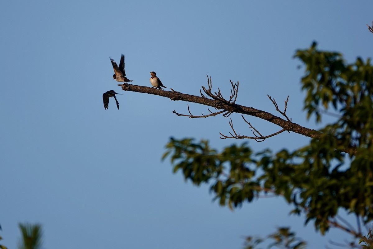 Barn Swallow - ML622425474