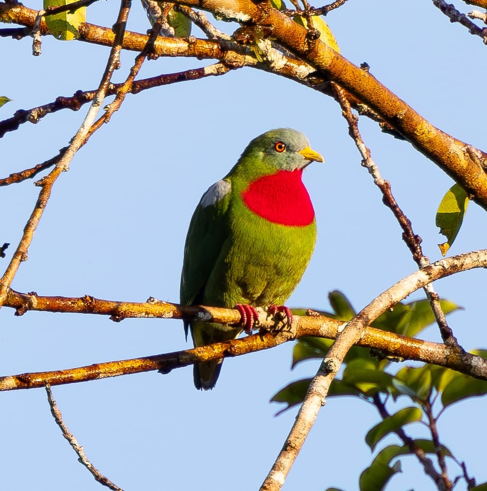 Claret-breasted Fruit-Dove - ML622425515