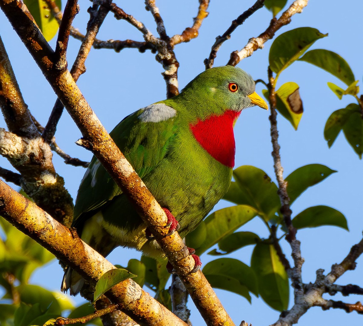 Claret-breasted Fruit-Dove - ML622425516