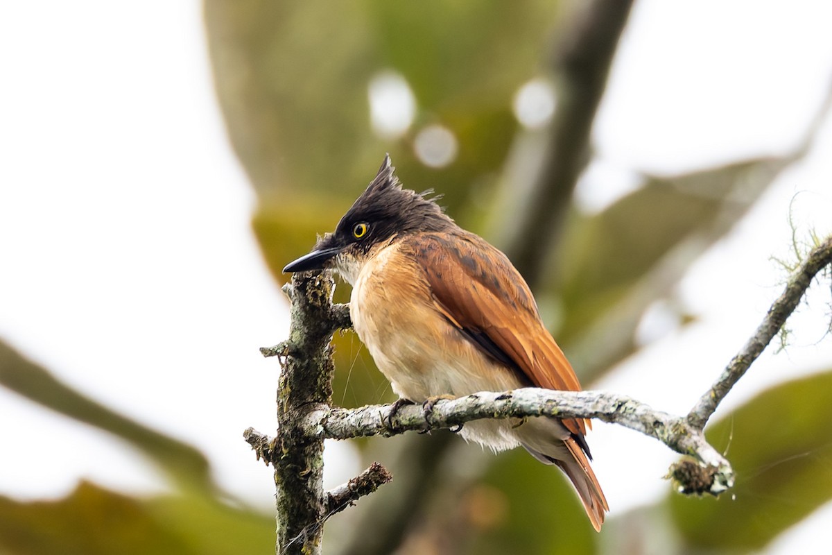 Black-and-white Shrike-flycatcher - ML622425577