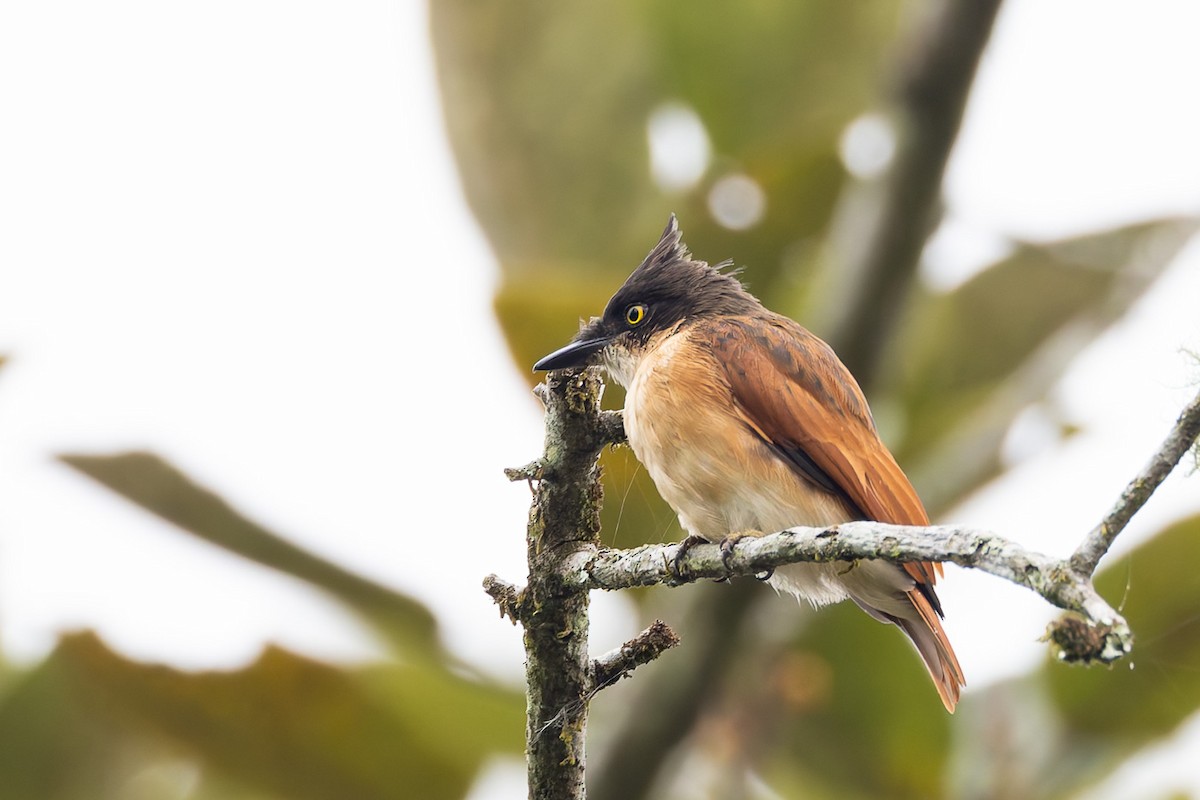 Black-and-white Shrike-flycatcher - ML622425578